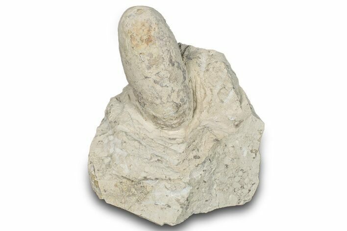 Eocene Fossil Crocodile Egg - Bouxwiller, France #293151